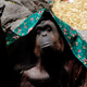 Illustration for article titled This Orangutan Is Now A Legally Recognized Nonhuman Person In Argentina